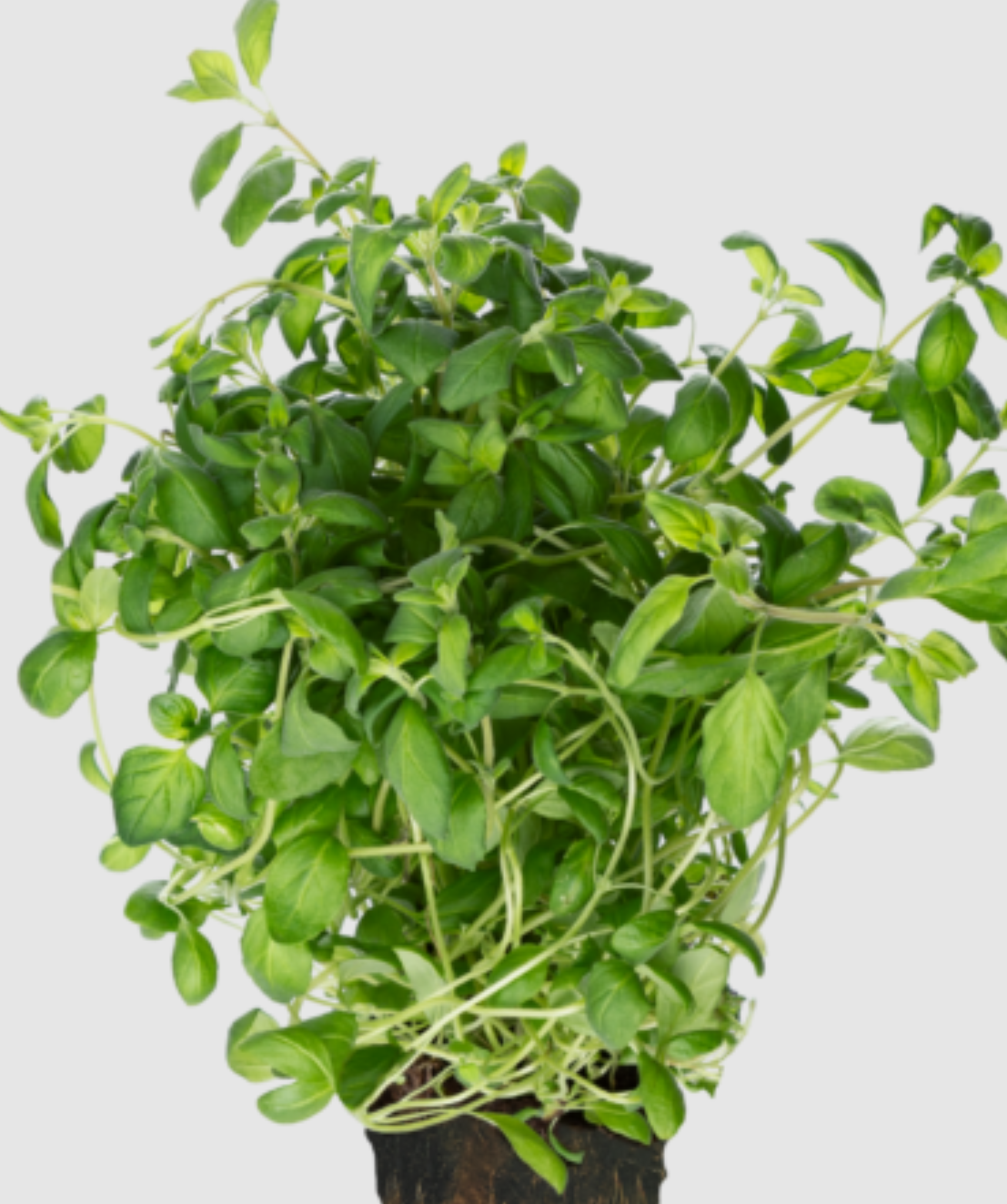 لقطة شاشة 2025-10-18 152207