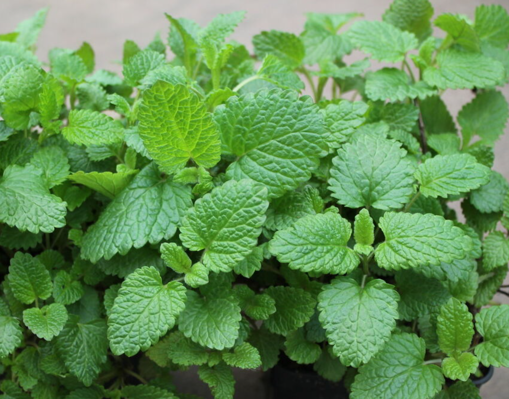 لقطة شاشة 2025-10-18 174433