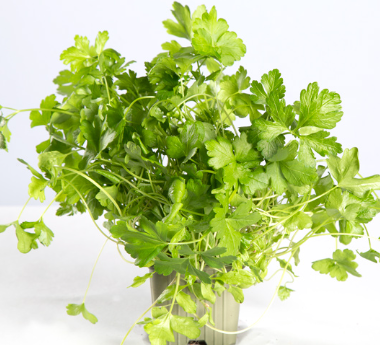 لقطة شاشة 2025-10-18 205732