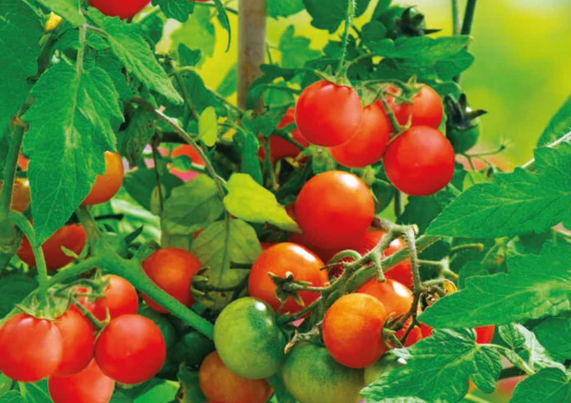 لقطة شاشة 2025-11-10 151824